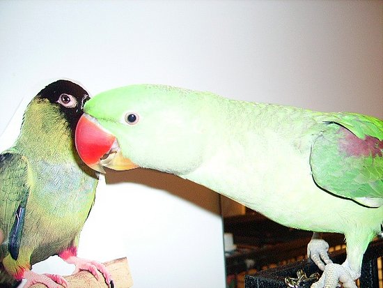 Image Image
